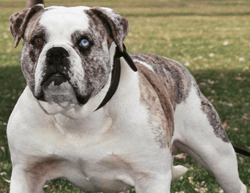 A white Alapaha Blue Blood Bulldog with a blue eye standing outdoors