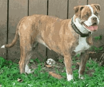 A brown Alapaha Blue Blood Bulldog standing by a wood garden fence