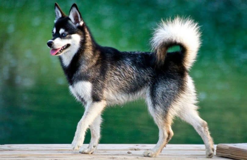 An Alaskan Klee Kai standing on a wooden table outdoors