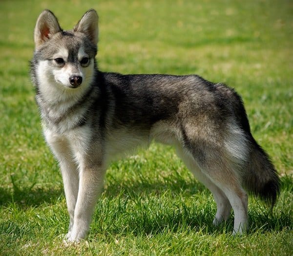 An Alaskan Klee Kai dog standing on grass outdoors