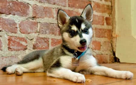 A young Alaskan Klee Kai lying on a wooden table infront of a redbrick wall