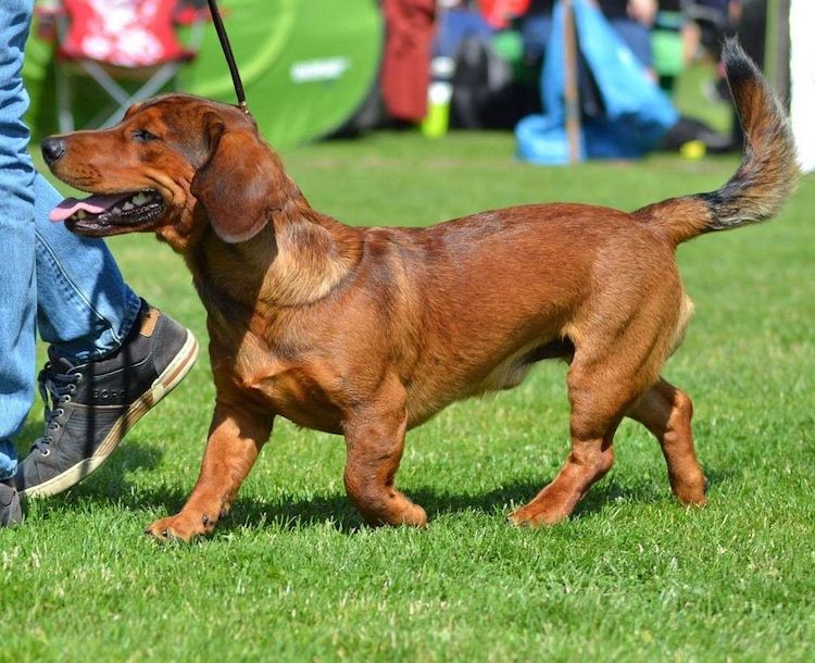 An Alpine Dachsbracke standing on some rocks in a woodland setting