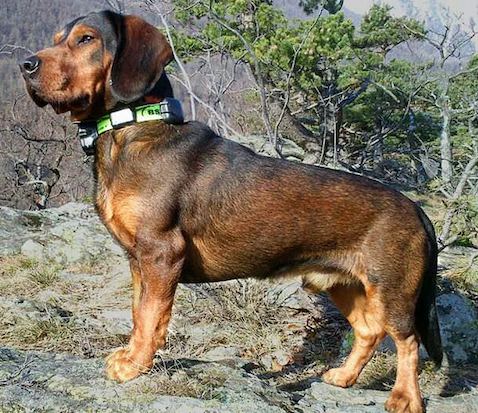 An Alpine Dachsbracke standing on some rocks in a woodland setting