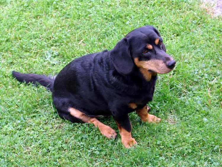 A dark Alpine Dachsbracke sitting down on green grass