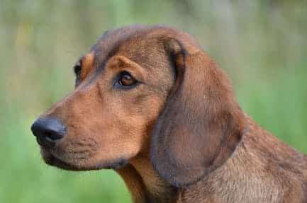 A close up pf the head of an Alpine Dachsbracke