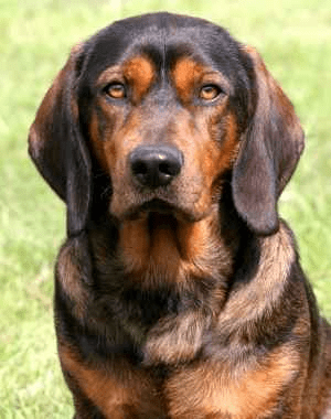 Head and shoulders of an Alpine Dachsbracke close-up.