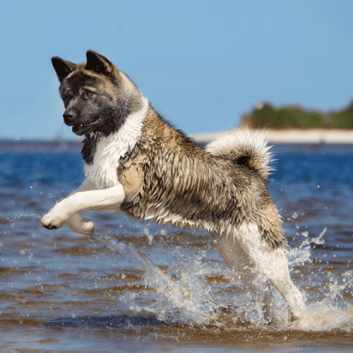 An American Akita dog jumping in blue sea water at the beach