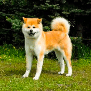 A Japanese Akita Inu standing on grass in front of a green hedge.