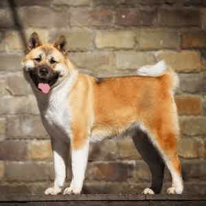 An American Akita standing sideways to the camera, in front of a brick wall.