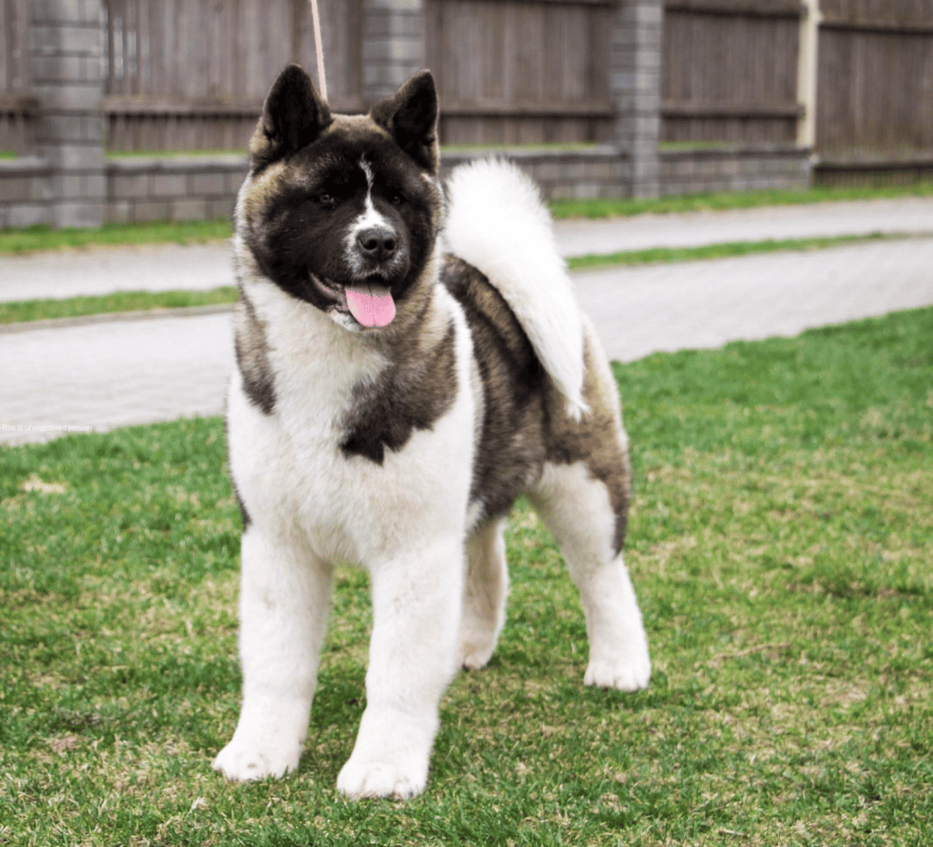 An American Akita standing on grass, looking at the camera, with a building in the background.