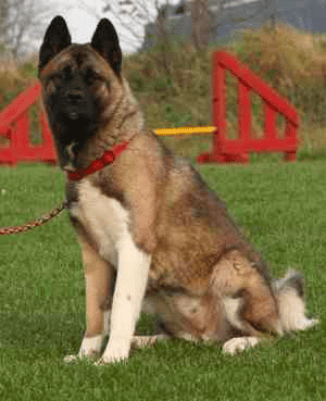 An American Akita sitting down on grass, with a red gate in the background.