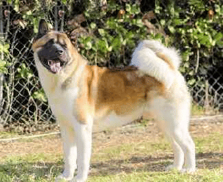 An American Akita standing on grass in front of a green hedge.