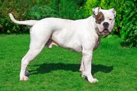 An American Bulldog standing on grass, facing to the right, on a sunny day.