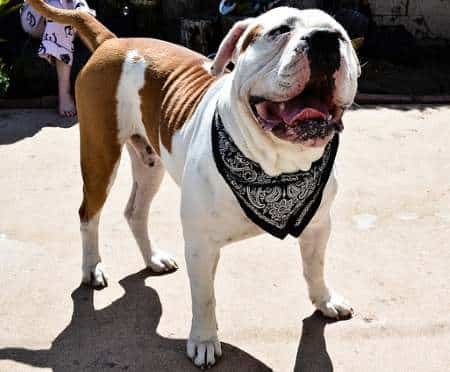 An American Bulldog with a bandanna around its neck, standing facing the camera, on a sunny day