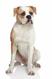 An American Bulldog sitting down facing the camera, against a white background.