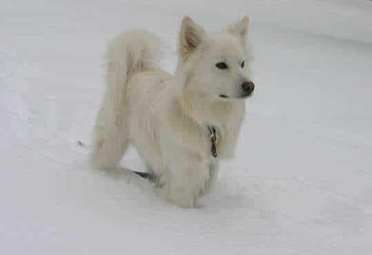 A white American Eskimo Dog standing in snow outdoors