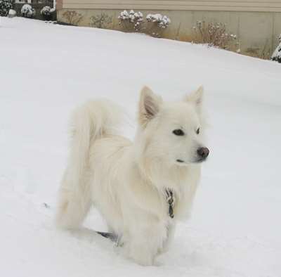 An American Eskimo Dog standing outdoors in the snow