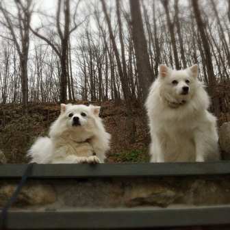 Two American Eskimo Dogs outdoors in a wood in winter