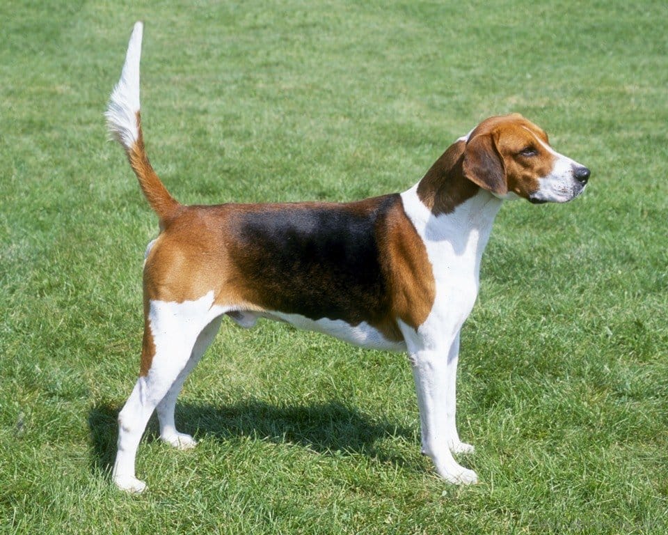 An American Foxhound standing in a grassy field on a sunny day.