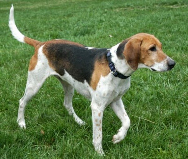 An American Foxhound on grass, with one front paw raised, on a sunny day