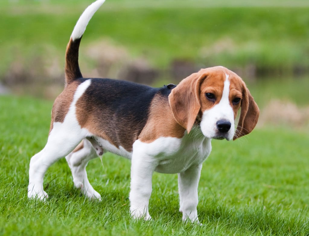 An American Foxhound puppy standing on grass