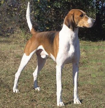 An American Foxhound standing alert in woods