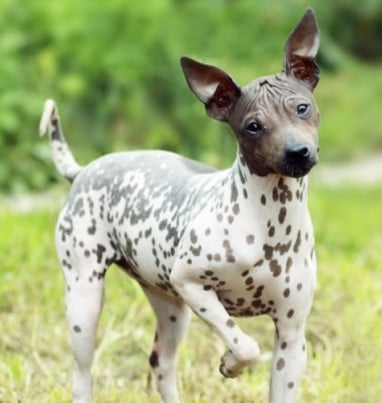 An American Hairless Terrier looking inquisitive outdoors with woods in the background