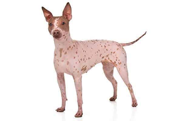 An American Hairless Terrier standing alert indoors, against a white background