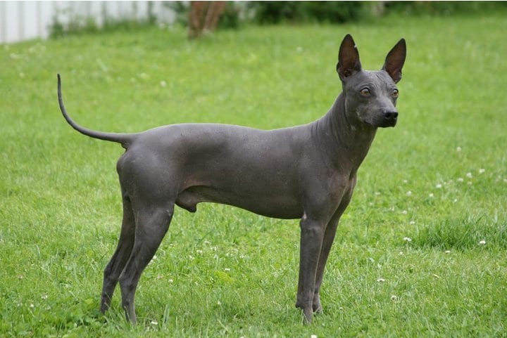 A black American Hairless Terrier standing in a grass field