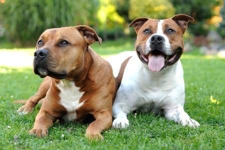 Two American Staffordshire Terriers lying on grass in the sunshine