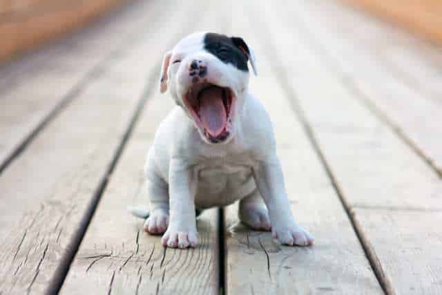 An American Staffordshire Terrier puppy yawning while sitting on a wooden table