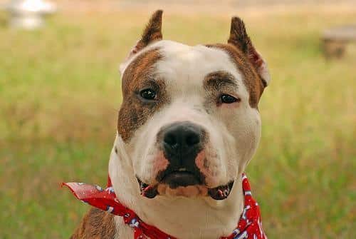 An American Staffordshire Terrier with Cropped Ears