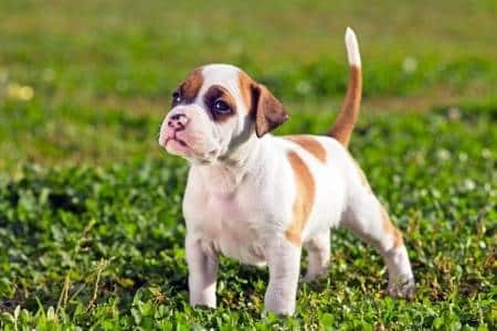 Very young American Staffordshire Terrier Puppy standing on grass