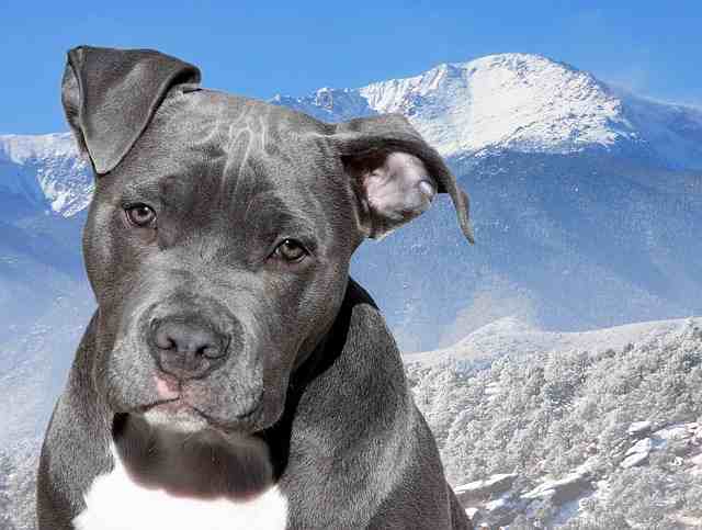 Blue American Staffordshire Terrier in the mountains with snow in the background