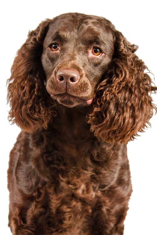 Close up of an American Water Spaniel, against a white background