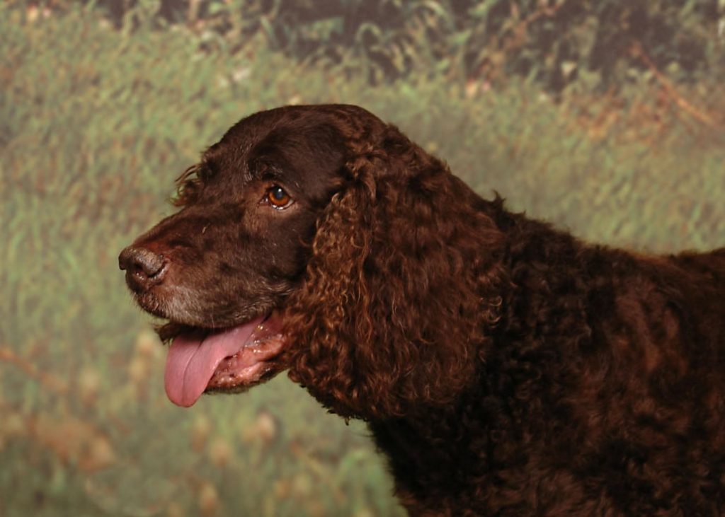 An American Water Spaniel outdoors in a grassy field