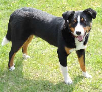 An Appenzeller Sennenhund dog standing on grass on a sunny day