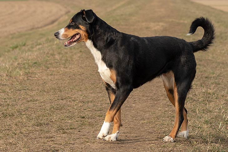 An Appenzeller Sennenhund dog walking in a brown grass field