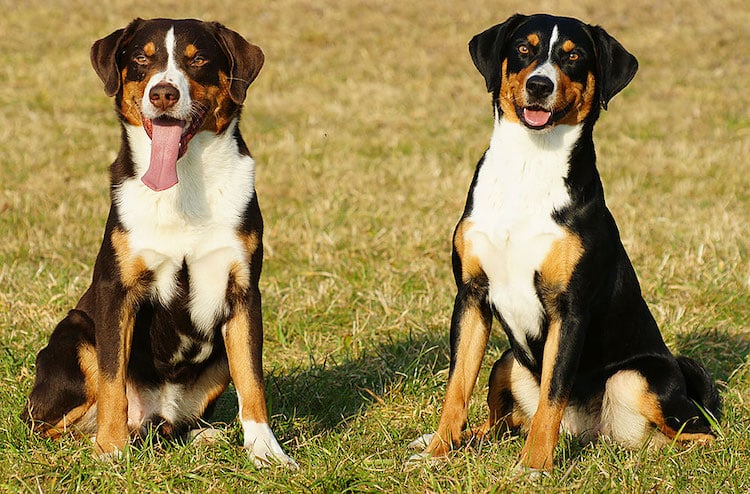 Two Appenzeller Sennenhund dogs sitting down in a field, looking at the camera, on a sunny day