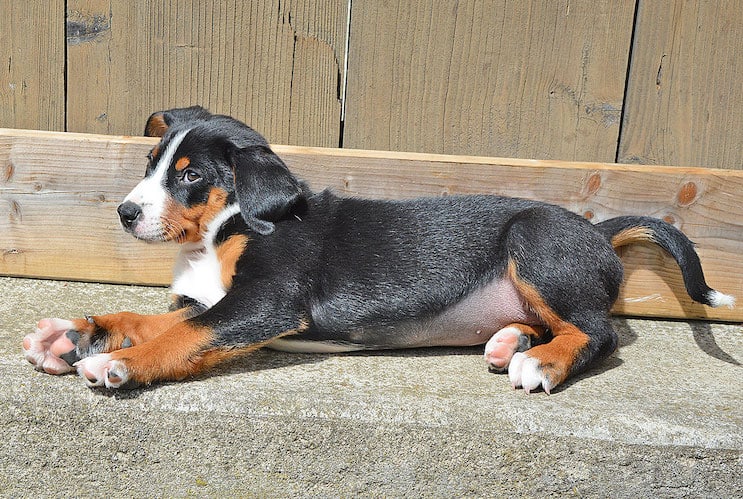 An Appenzeller Sennenhund puppy lying down on a step, against a wooden door.