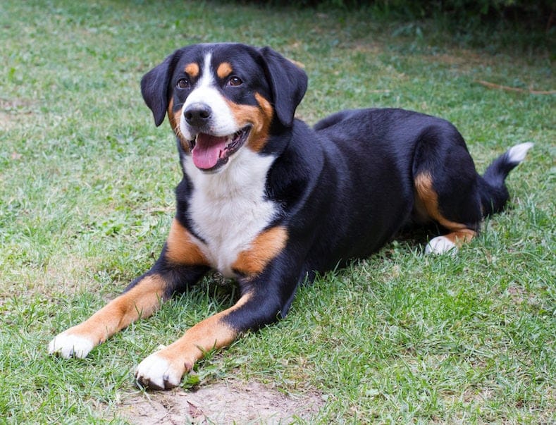 An Appenzeller Spitzhauben dog lying down on grass, looking at the camera