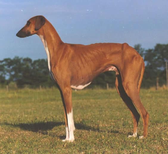 An Azawakh dog standing sideways on grass with trees and blue sky behind.