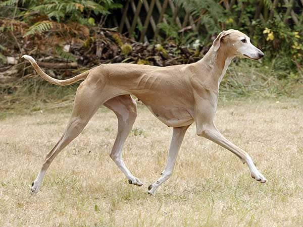 A very thin looking Azawakh dog prancing across a garden