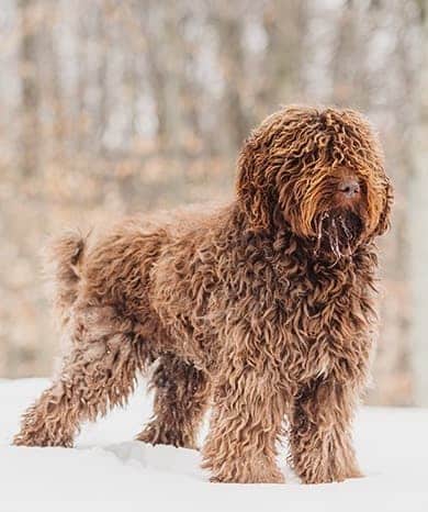 A brown Barbet dog standing in a snowy field