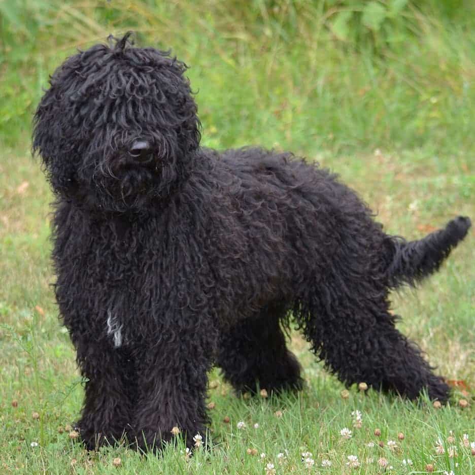 A black Barbet dog standing in a grassy field