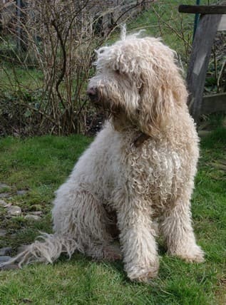 A white Barbet dog sitting in a green garden