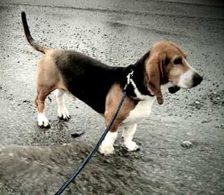 A Basset Artesien Normand dog standing on a wet street