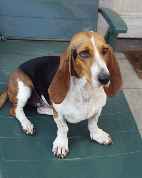 A Basset Artesien Normand dog sitting on a chair indoors