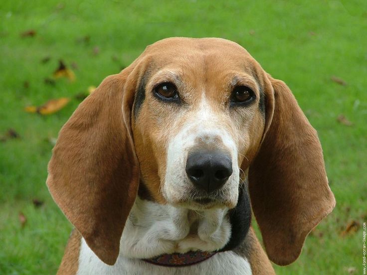 A head view of a Basset Artesien Normand