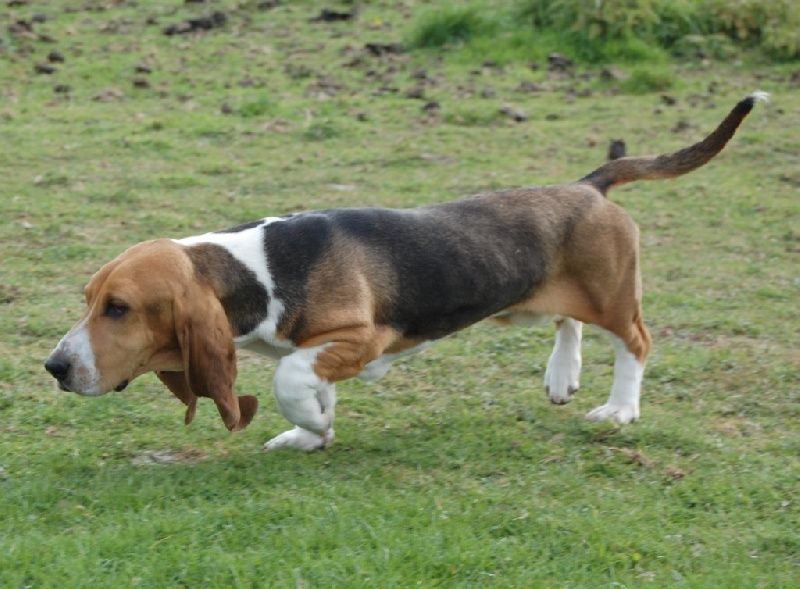 A Basset Artesien Normand dog following a scent on a grassy field